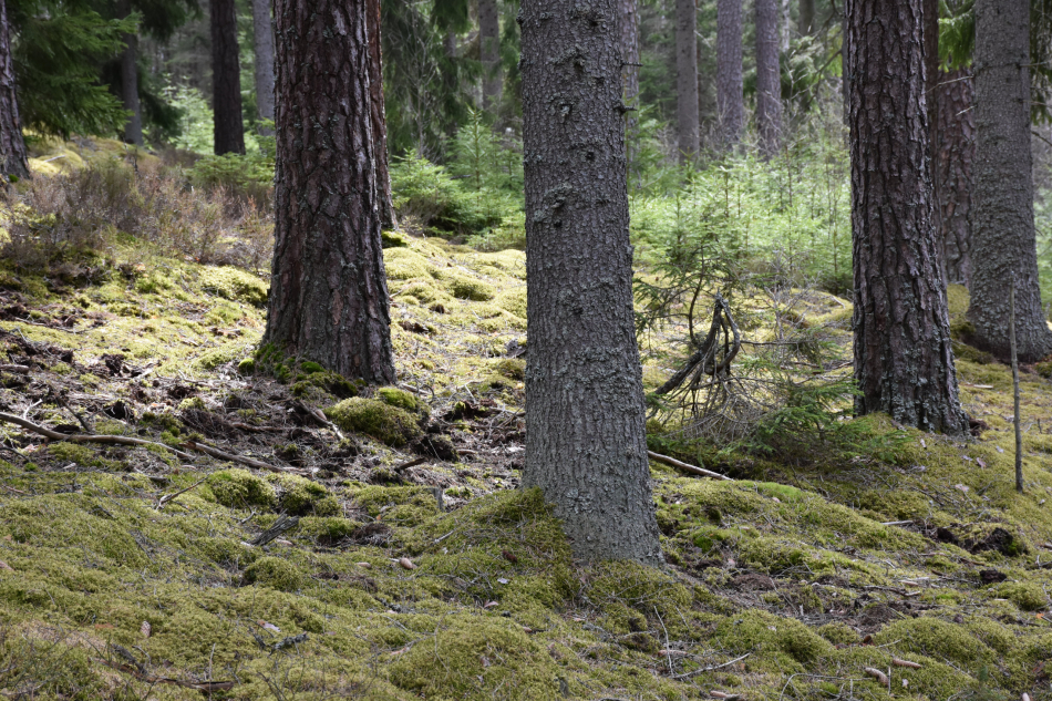 Hökhult – skog om 251 ha till salu