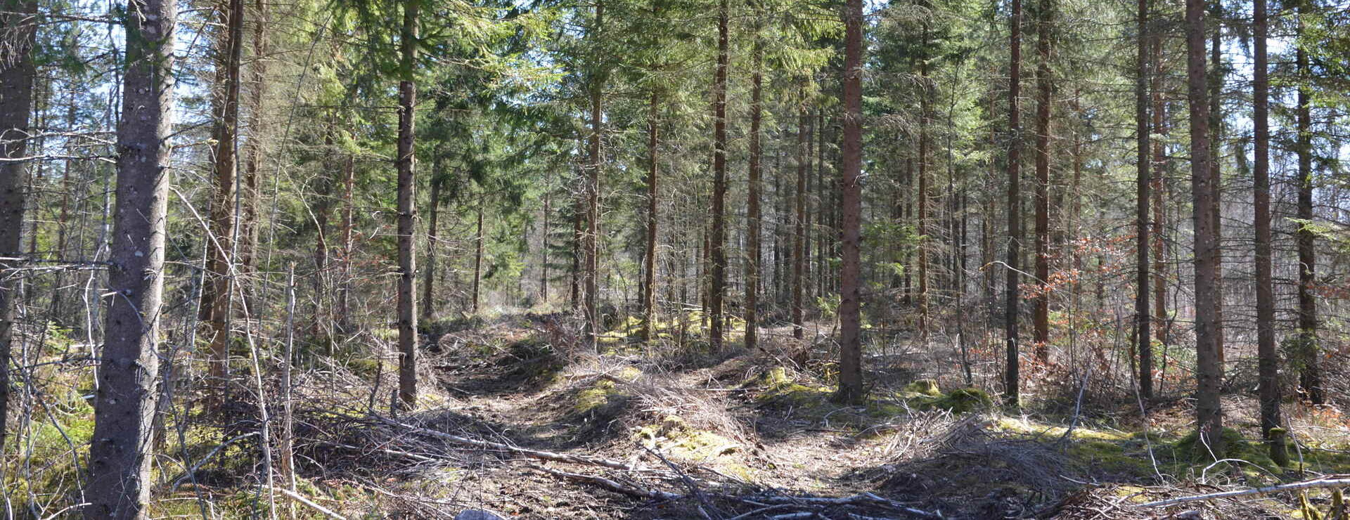 Snörsjö 2:5 - Skogsfastighet Markaryd