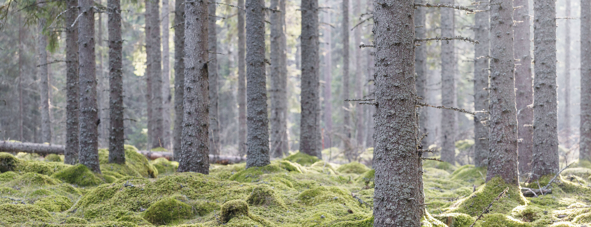 Önnestorp - Skog i Lommaryd