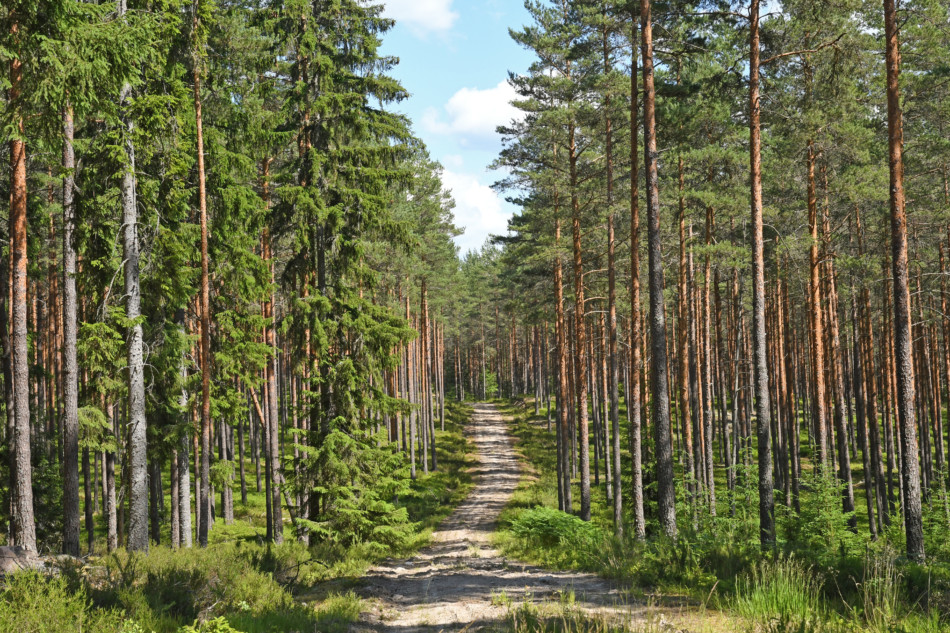 Välkommen till vår utbildning, Skatterna i skogen