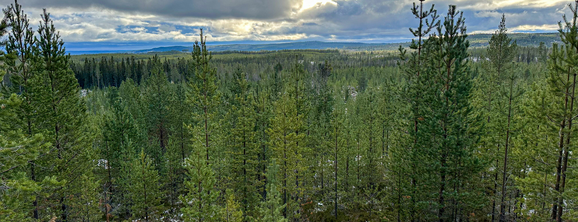 Dravagen - Skog sydost om Lofsdalen