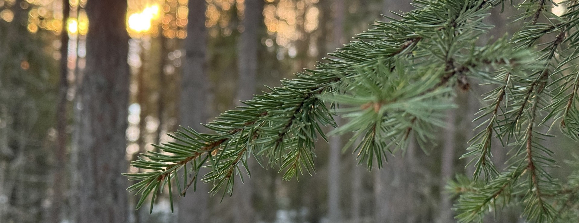 Svartbjörsbyn - Tillväxtsskogar i Svartbjörsbyn