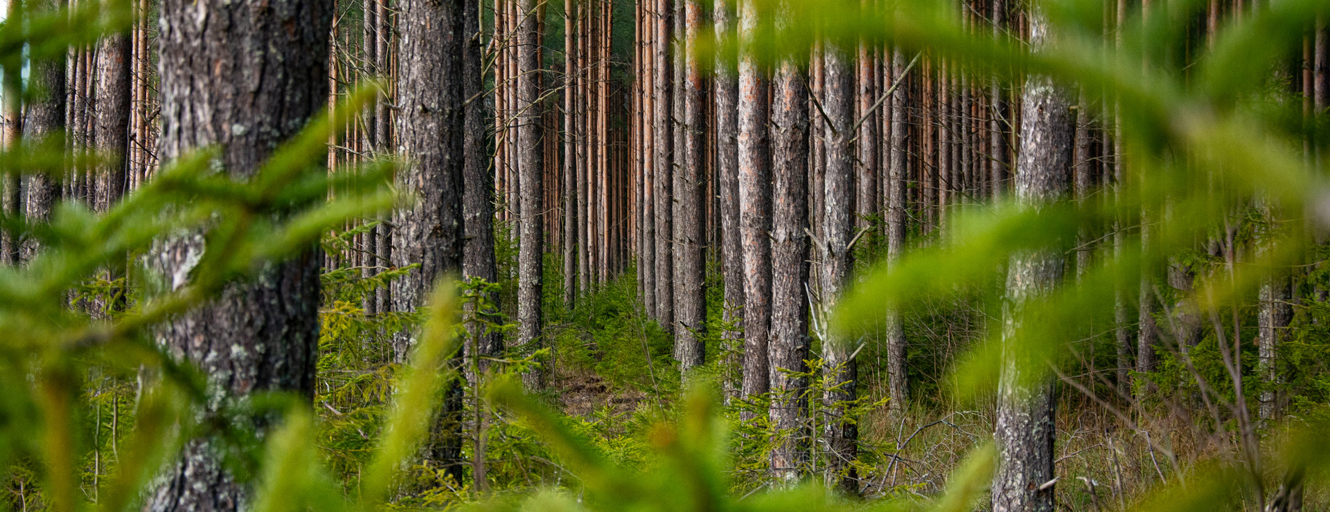 Klingerudsängen - Jord och skog med gård