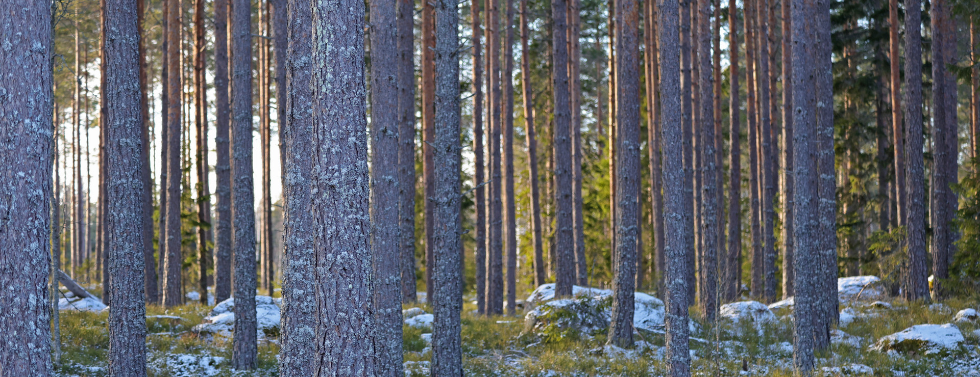 Hillersbo - Skog i alla åldersklasser