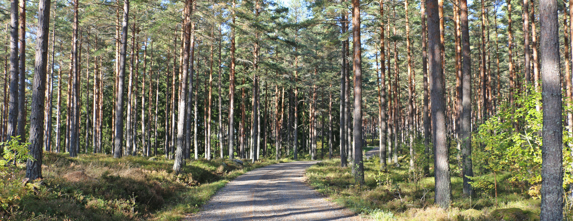 Gissbo Skog - Omsorgsfullt förvaltad skog