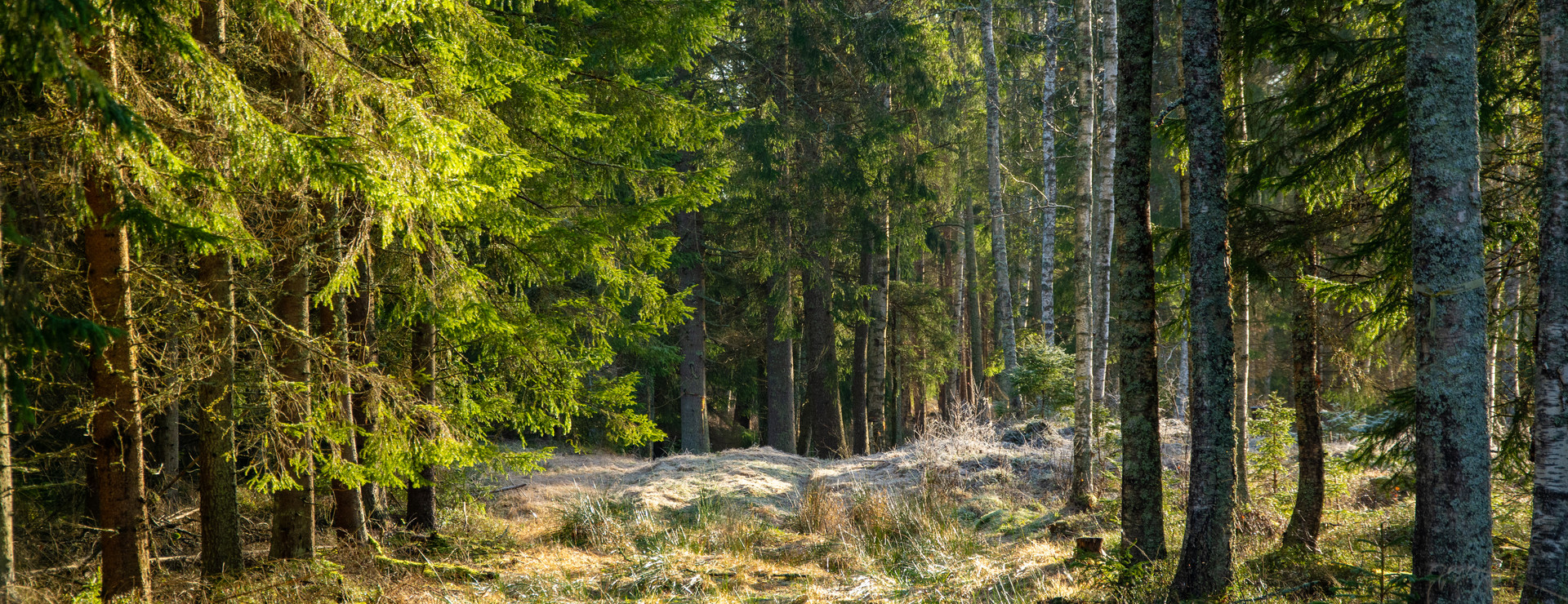 Sundby - Välarronderad skogsegendom