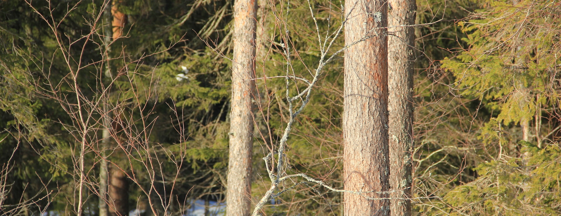 Kukasjärvi - Sammanhängade och virkesrik