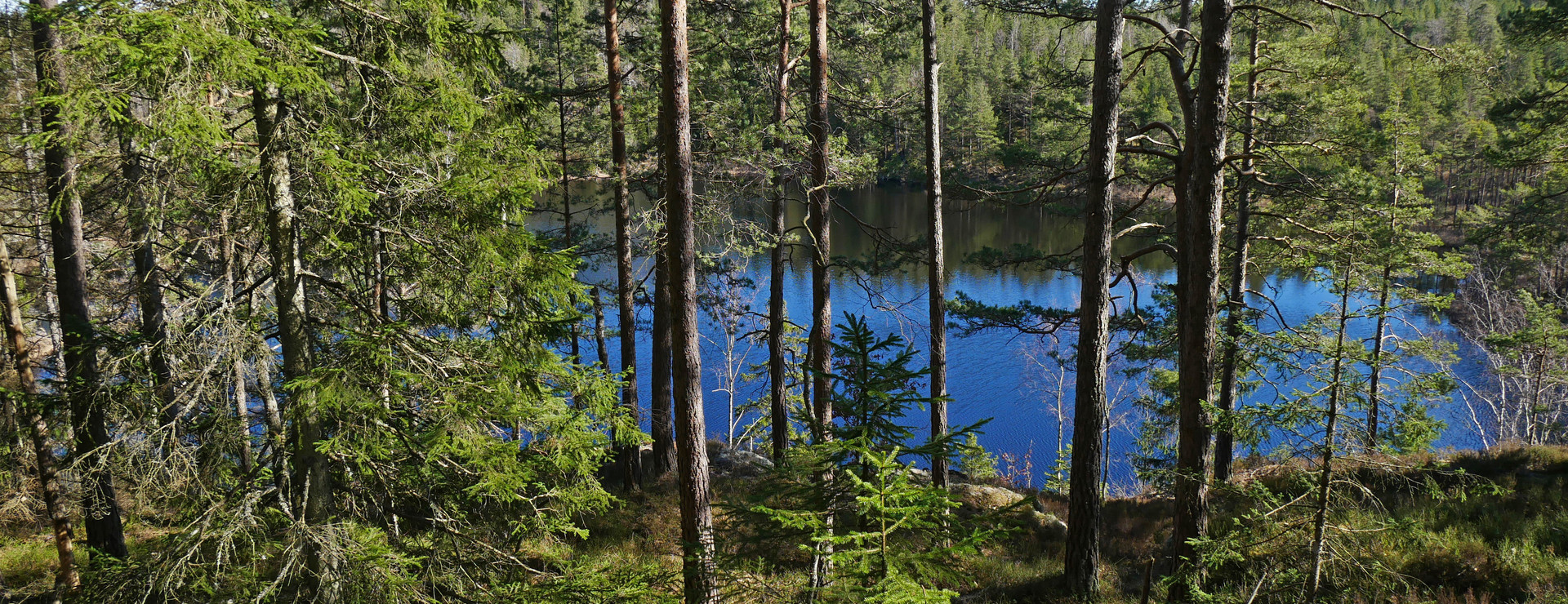 Gatersbyn - Virkesrika skogsskiften