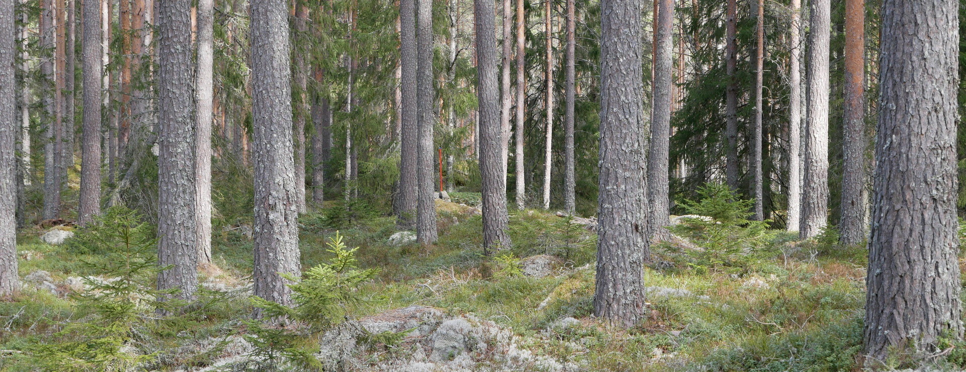 Eda Hångstad - Skog i Skillingmark