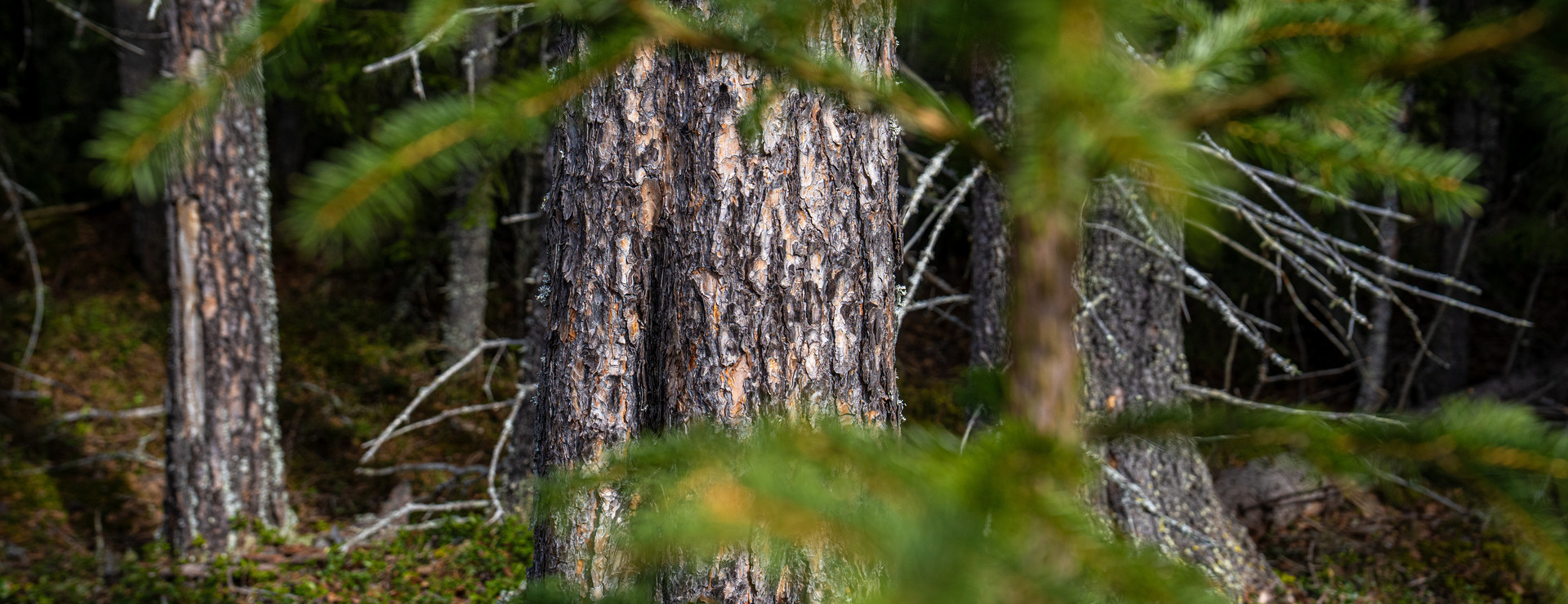 Tullingsås - Skog och jakt nära Strömsund