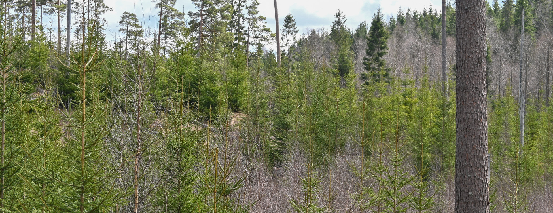 Granshult (Östragården) - Skogsfastighet Granshult