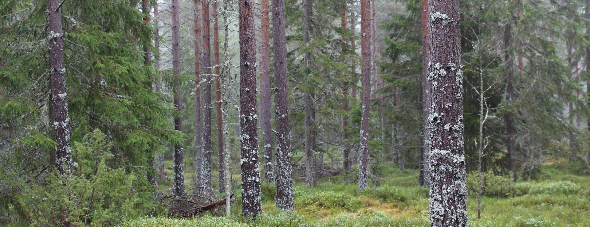 Vid Kölberget - Skogsskiften på tiomilaskogen