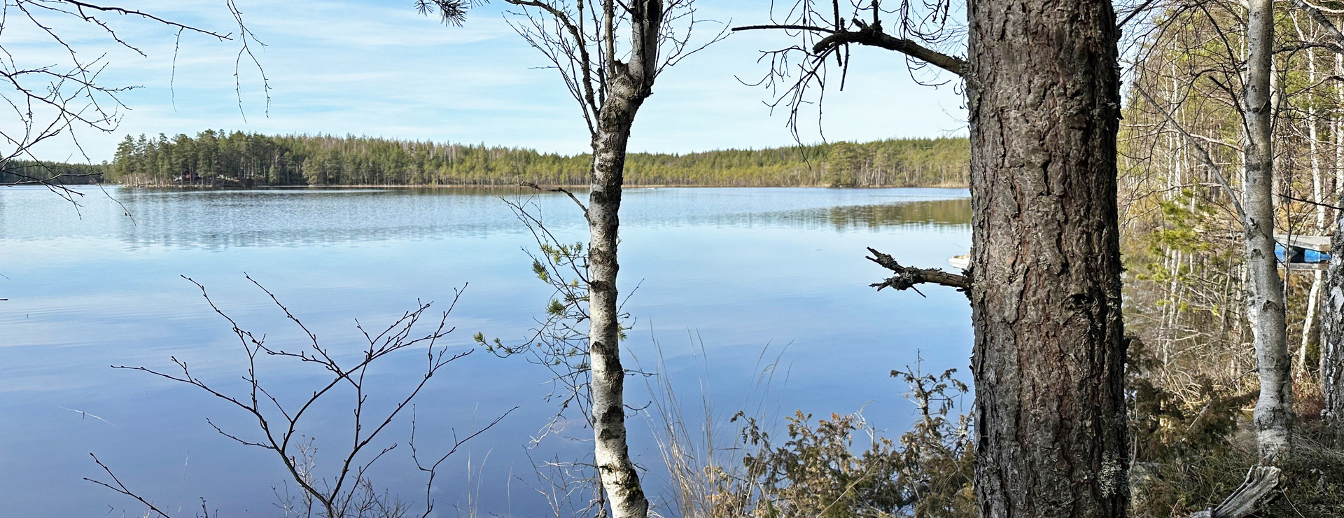 Vettsjön - Skog vid Vettsjön
