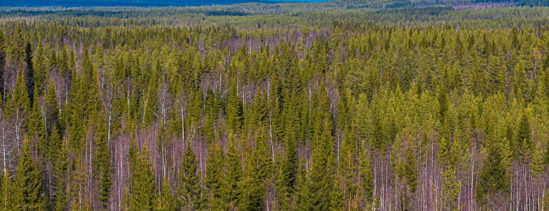 Bredgård - Skog och jakt