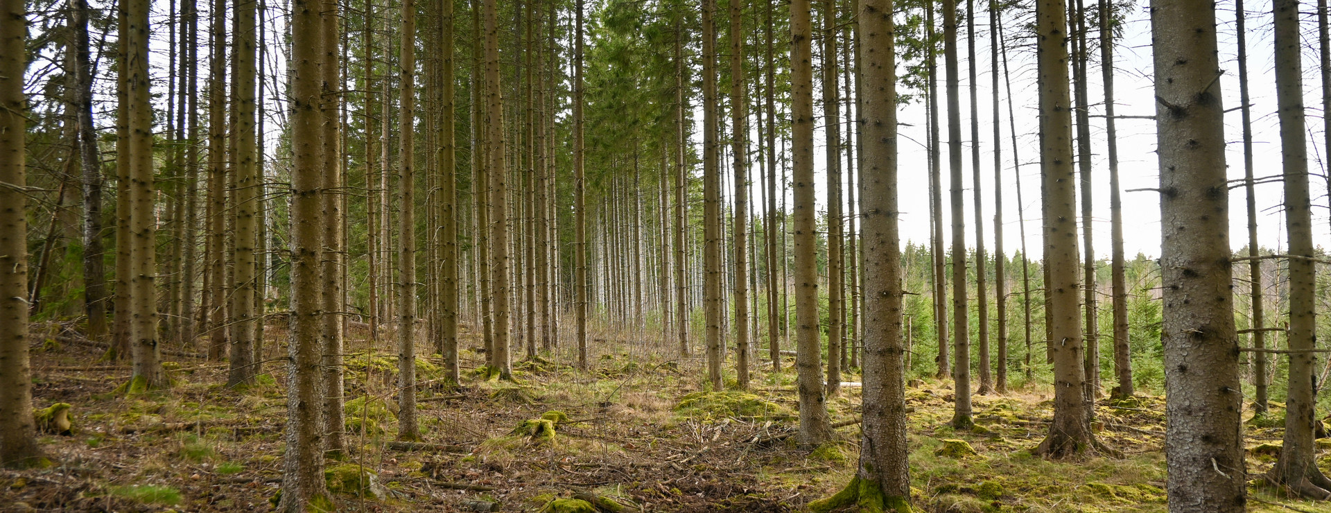 Rågsjö - Skog på tillväxt