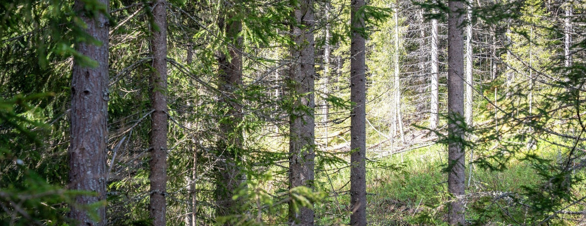 Omnäs - Skog i Resele