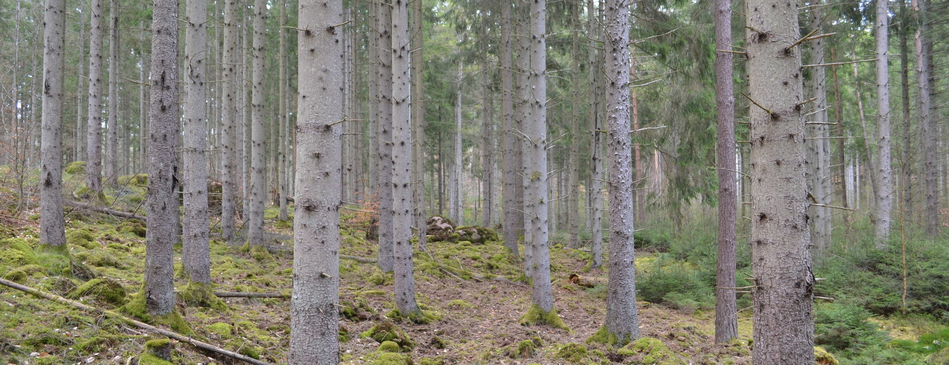 Alnaryd - Barrskog med tillväxt