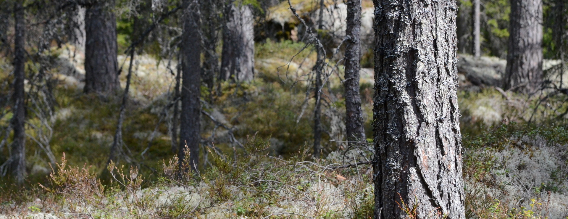 Sågsbo - Varierat i Bjursås