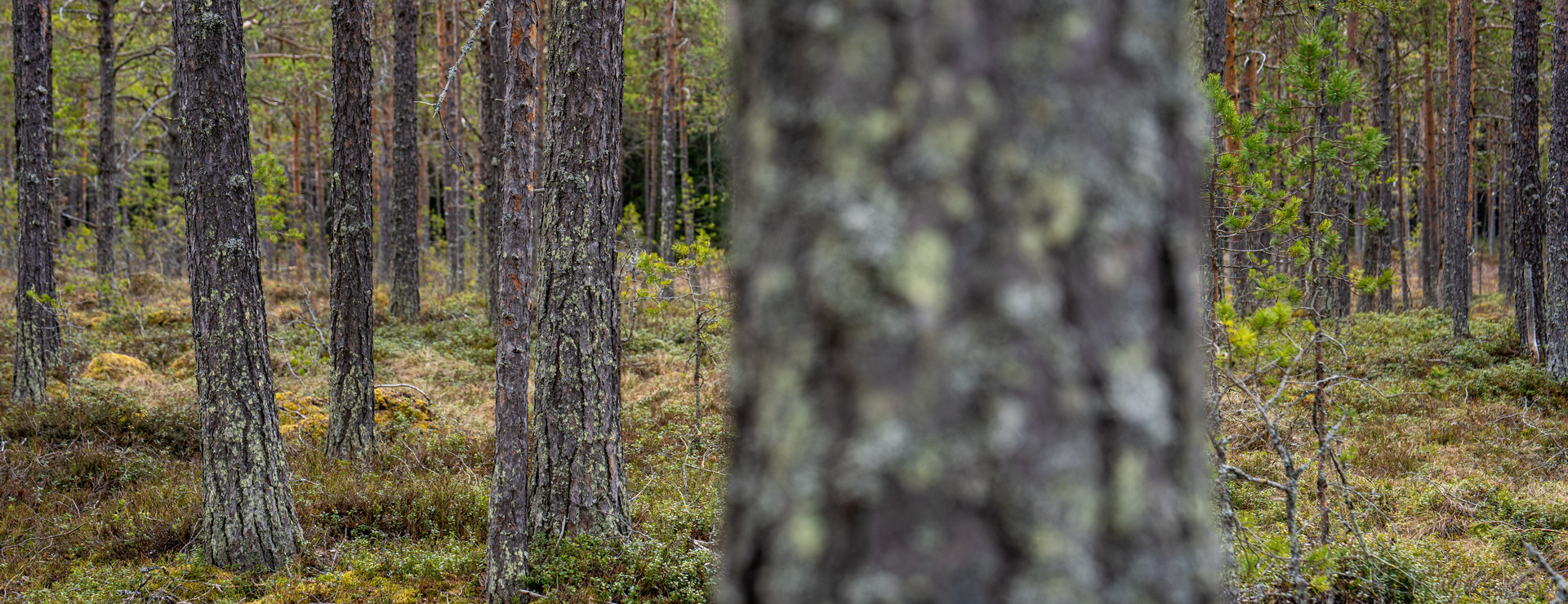 Hissmon - Skog och jakt nära Krokom