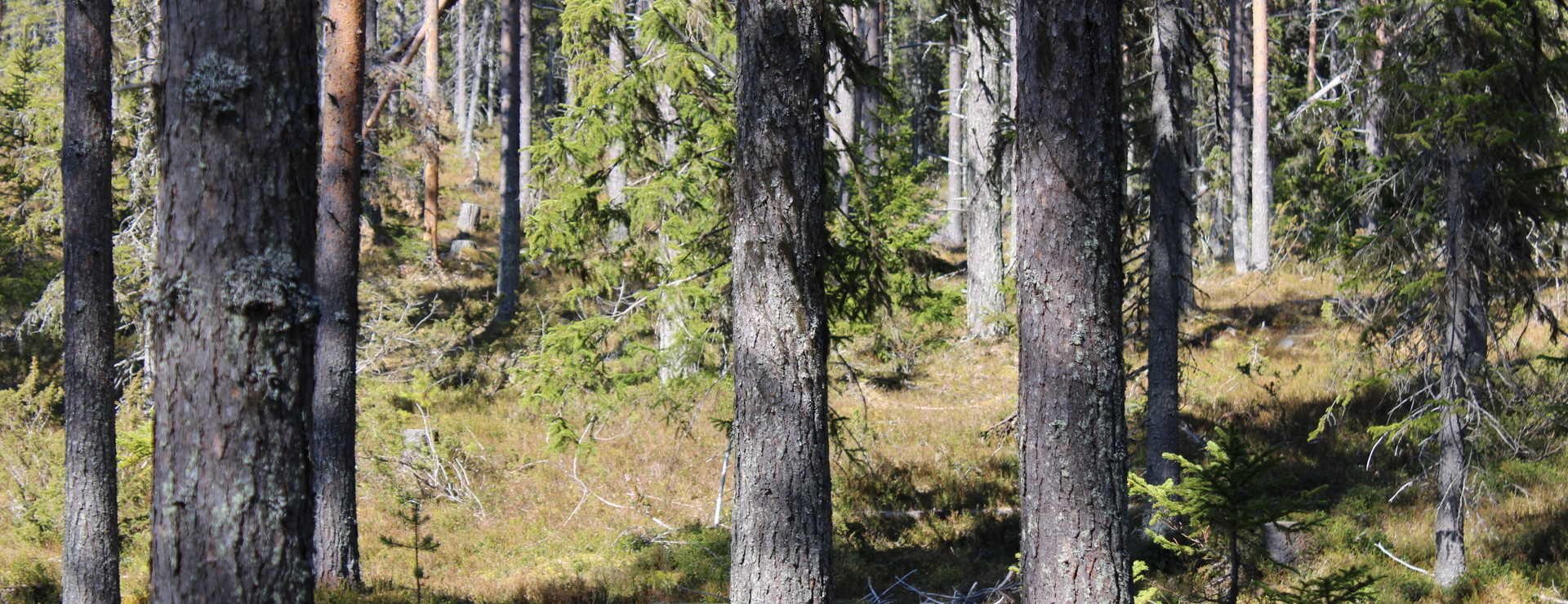 Mörttjärn - Obebyggd skogsfastighet