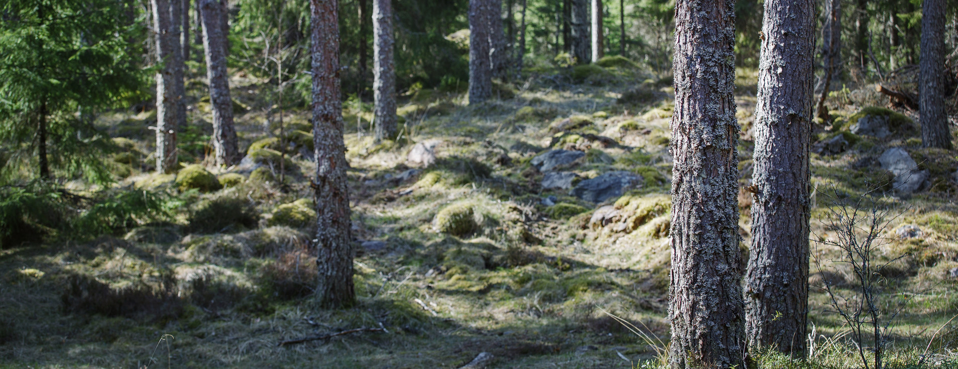 Hattsjöhult - Skog på tillväxt