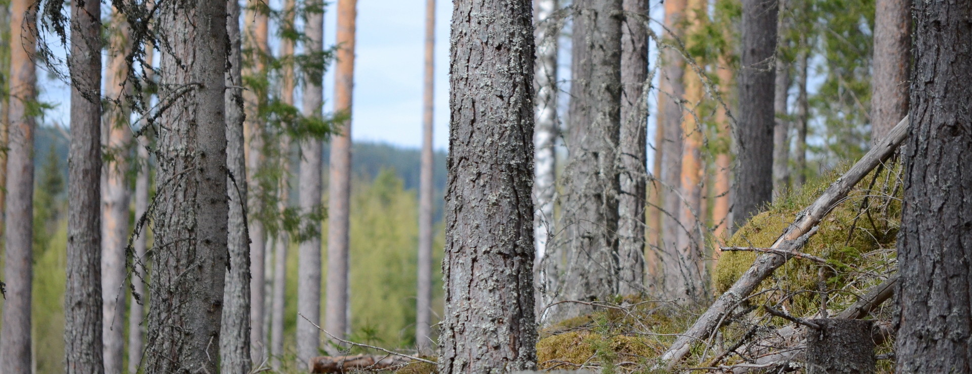 Bruntbo - Virkesrikt och välskött