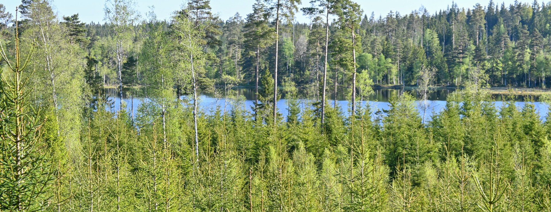 Hjälmsäng - Fint skogsskifte i Korsberga
