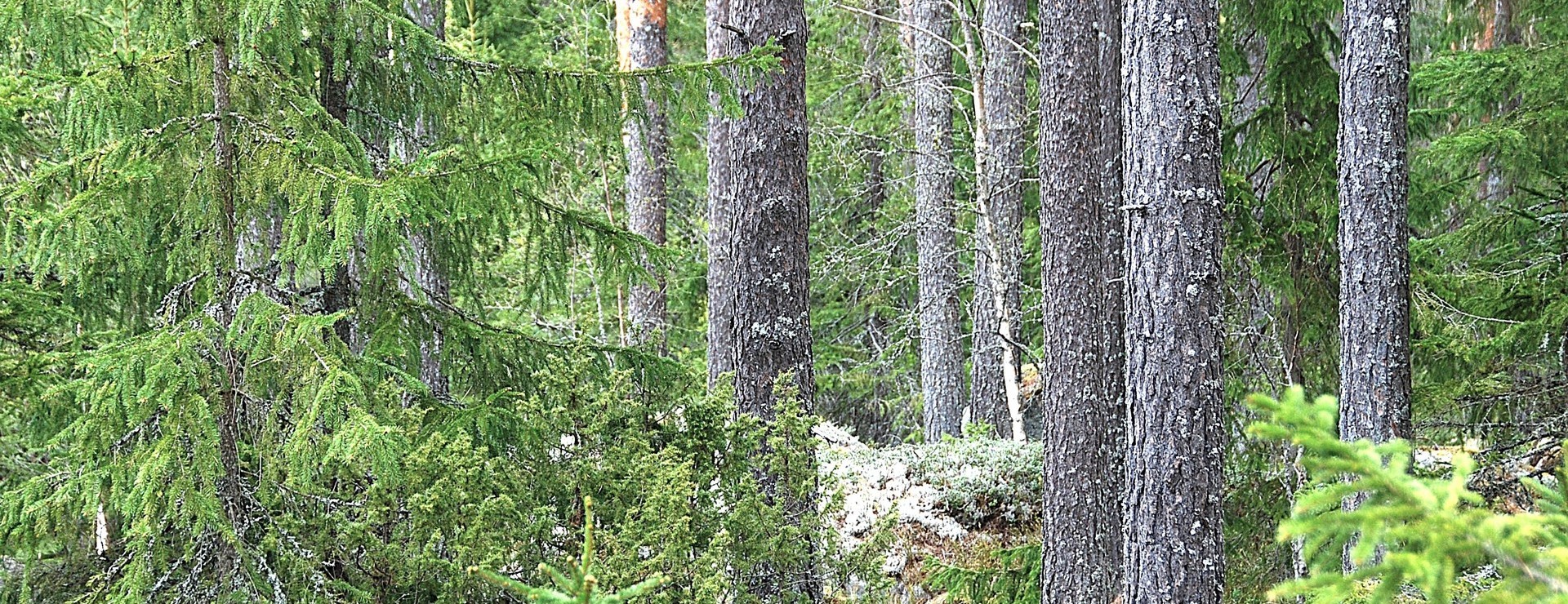 Lund - Virkesrikt i Valbo