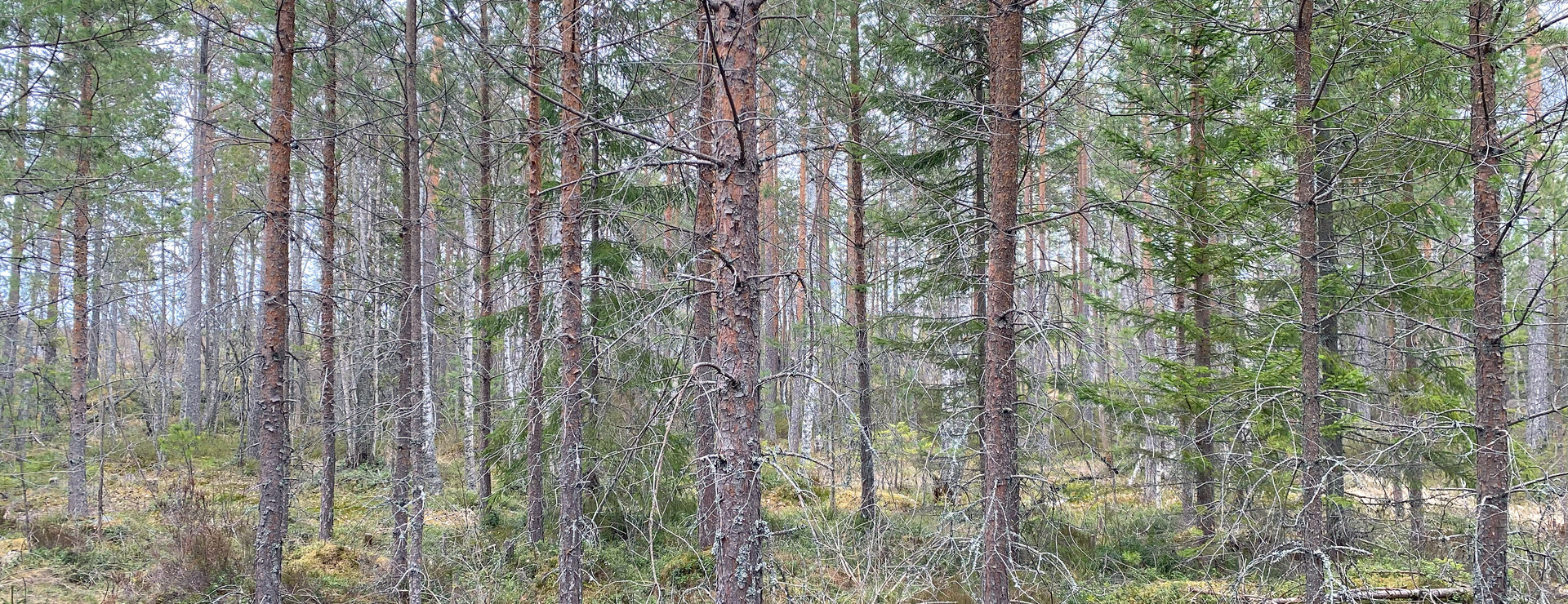 Skarpmorshällen - Skog med jakt i viltvårdsområde