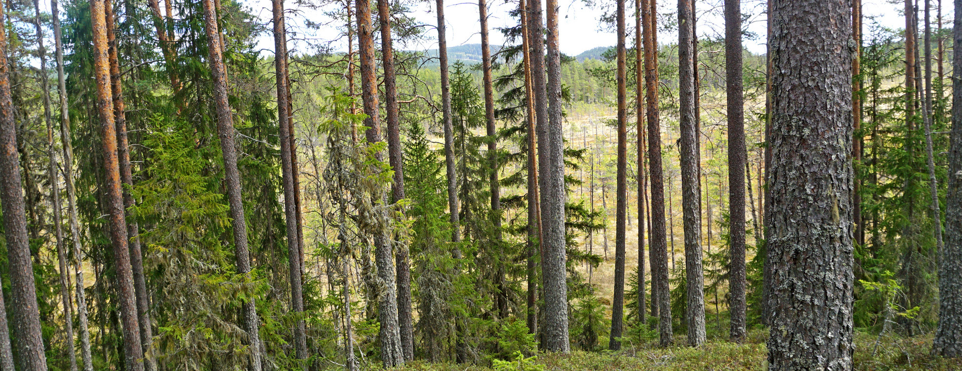 Mångs-Larsvallen - Skog nära Ljusdal