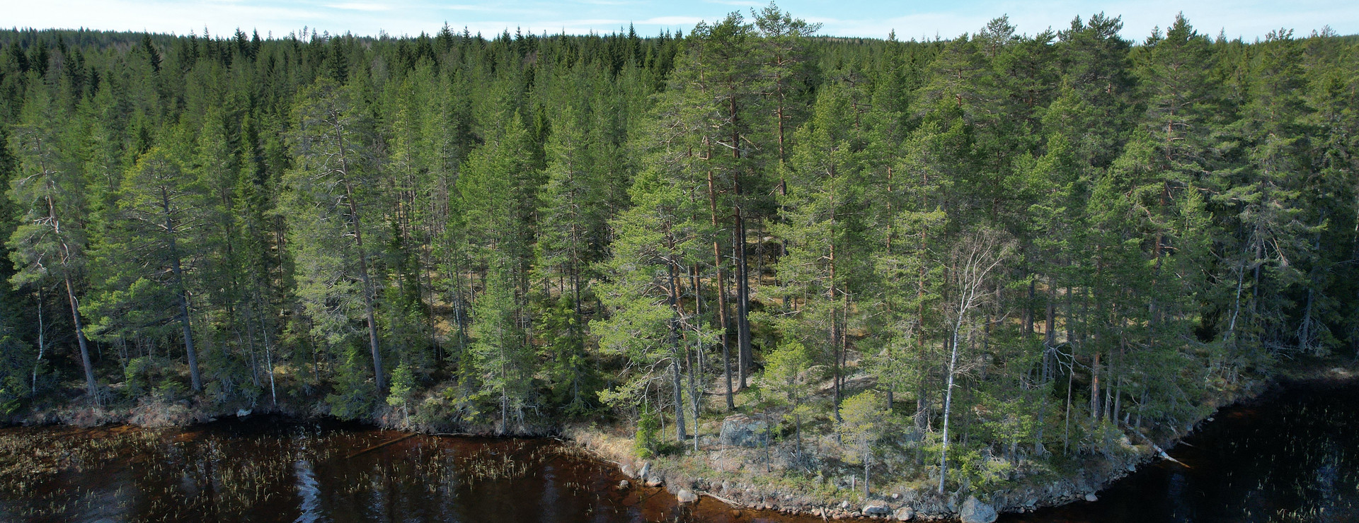 Lövberget - Skog i Björbo