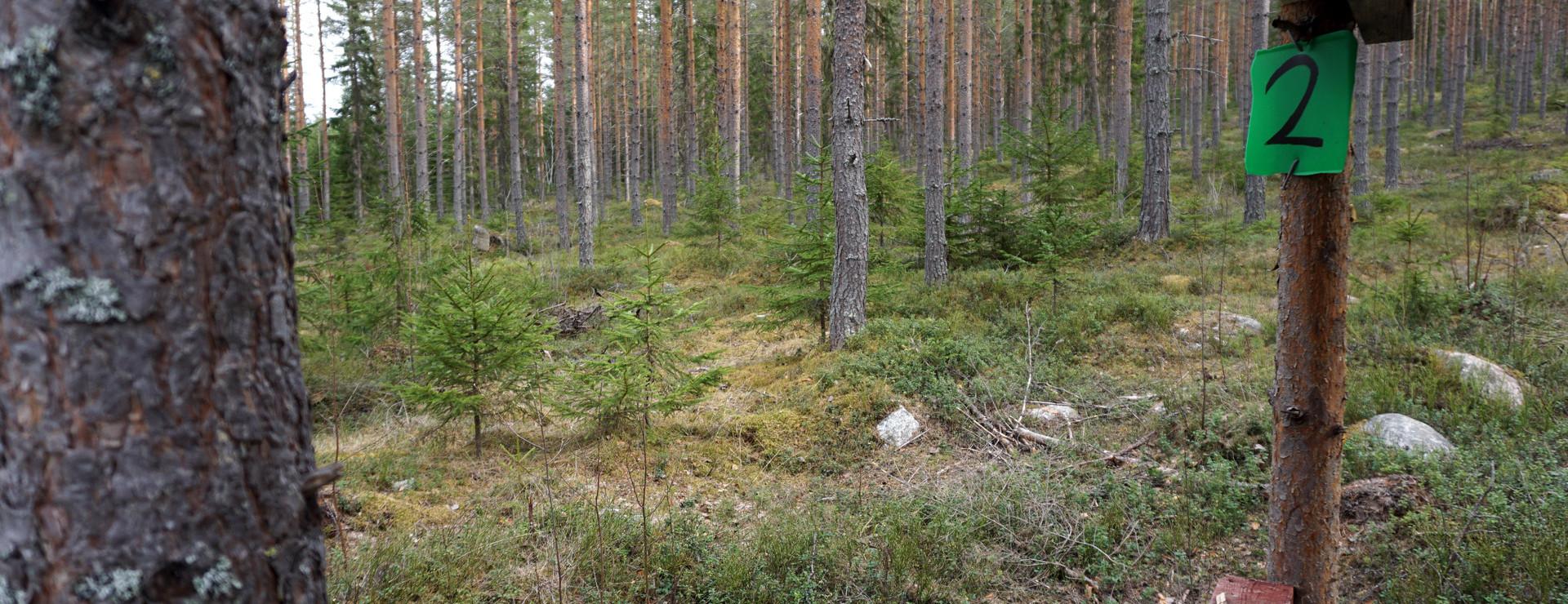 Hedsta - Tillväxtskog
