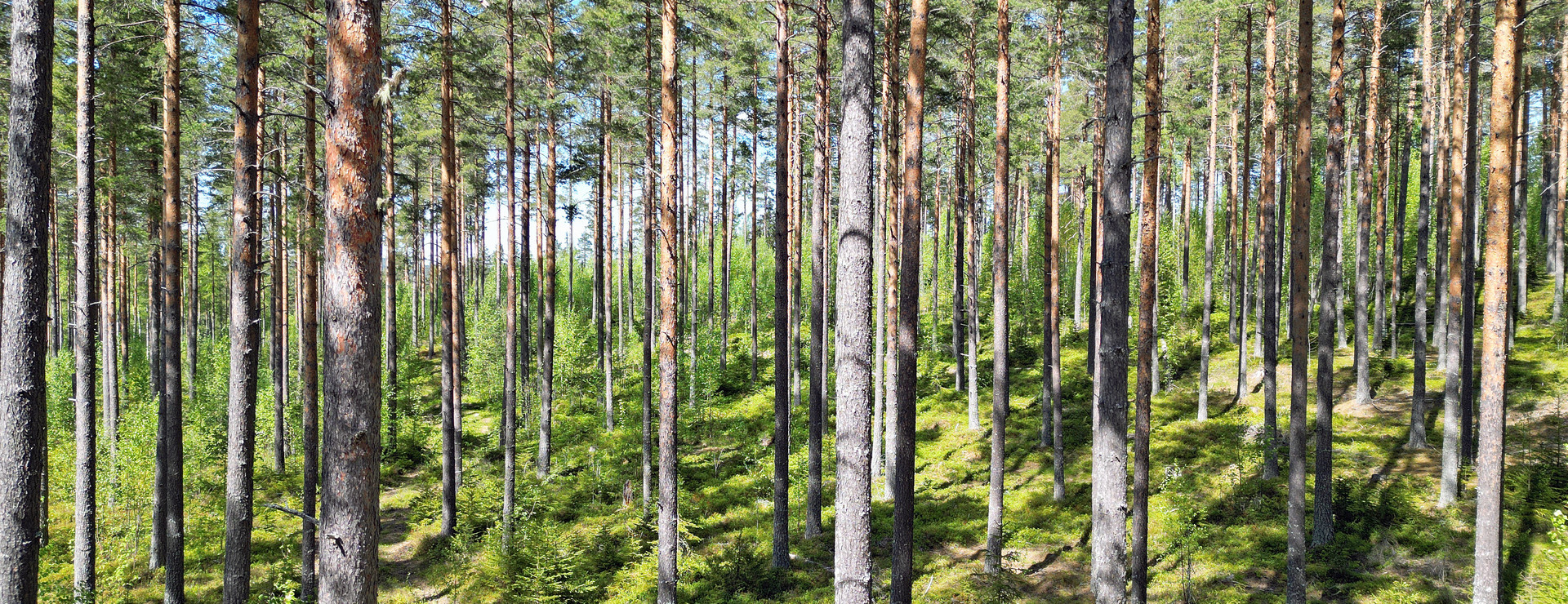 Bolleberget - Skogsskiften vid Bolleberget