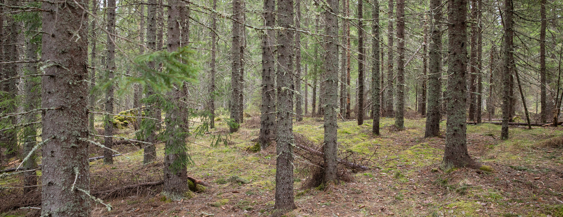 Högsvedjan - Högt Virkesförråd