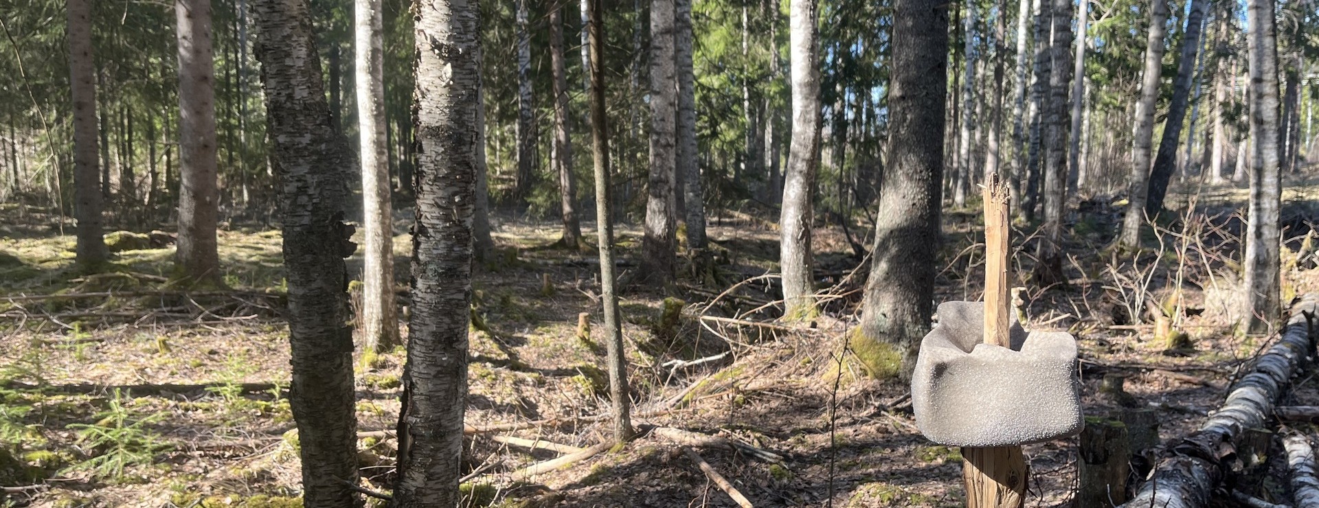 Österbo - Skog nära Smedjebacken