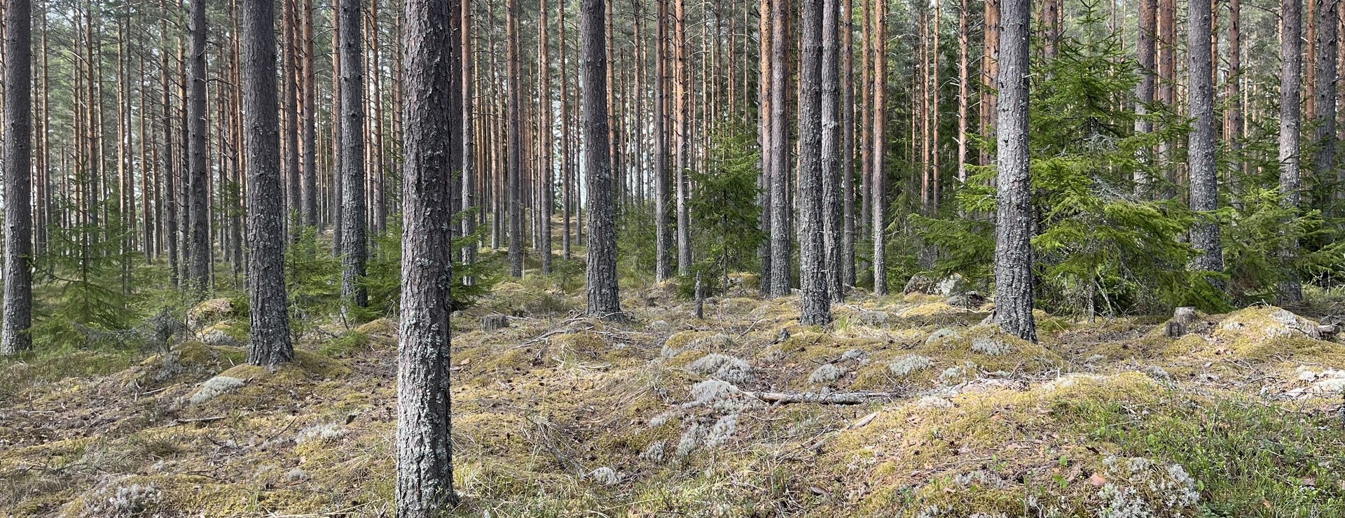 Käringberget - Käringberget
