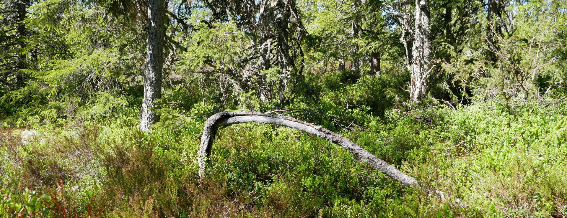 Aspberget - Skog och jakt i Aspberget