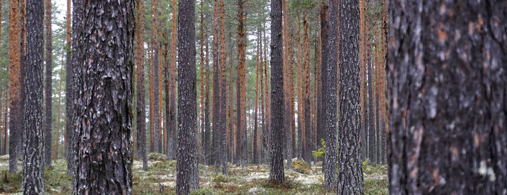 Djupsjöberg - Talldominerat med bra arrondering