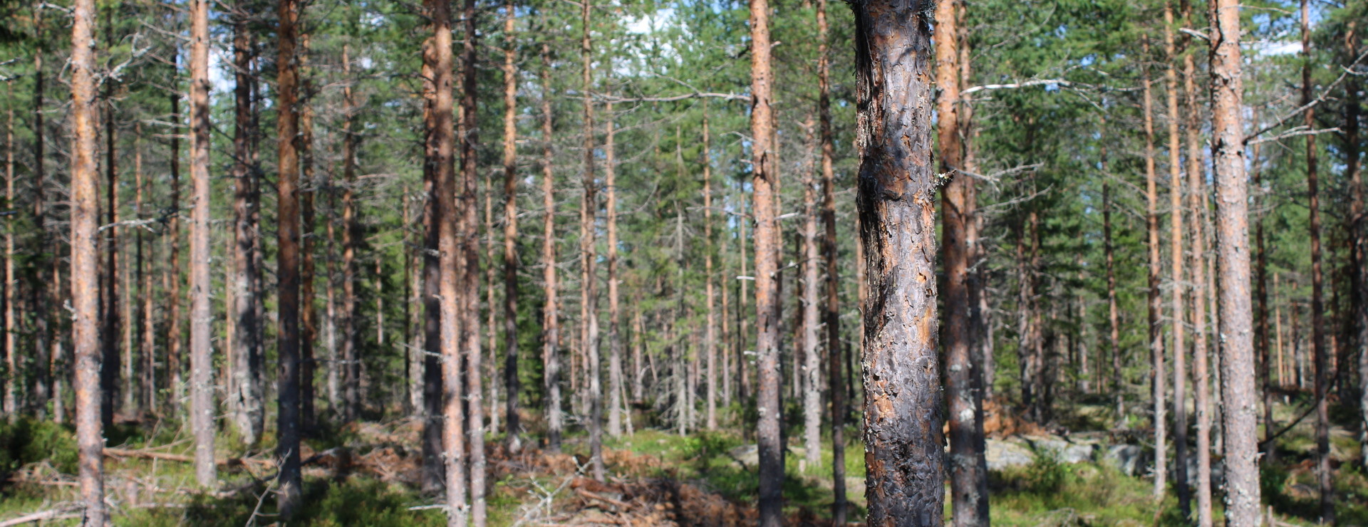 Lövångers-Gammelbyn - Fördelaktig arrondering