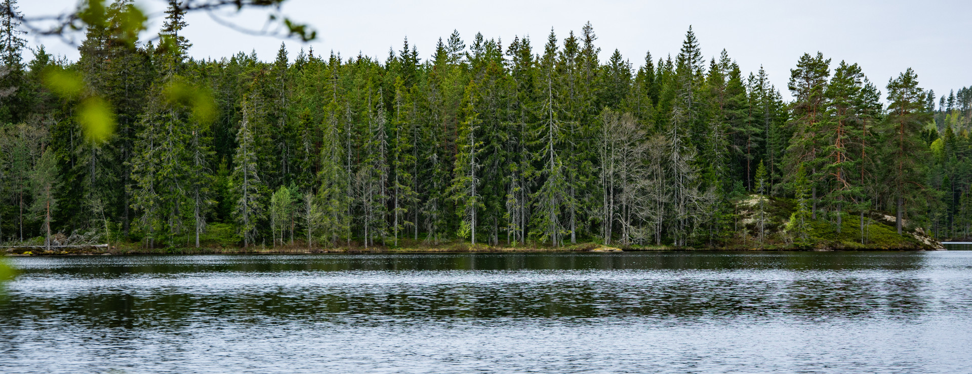 Älgå - Skogsfastigheter på tillväxt