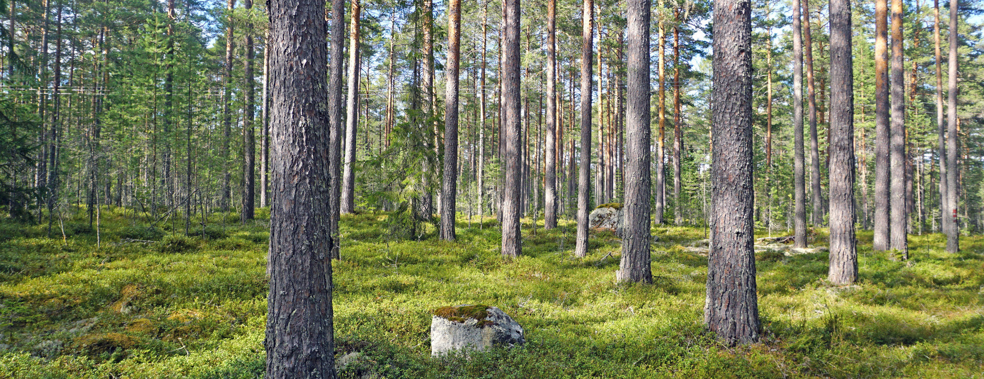 Vabäcken - Obebyggt i Bjuråker