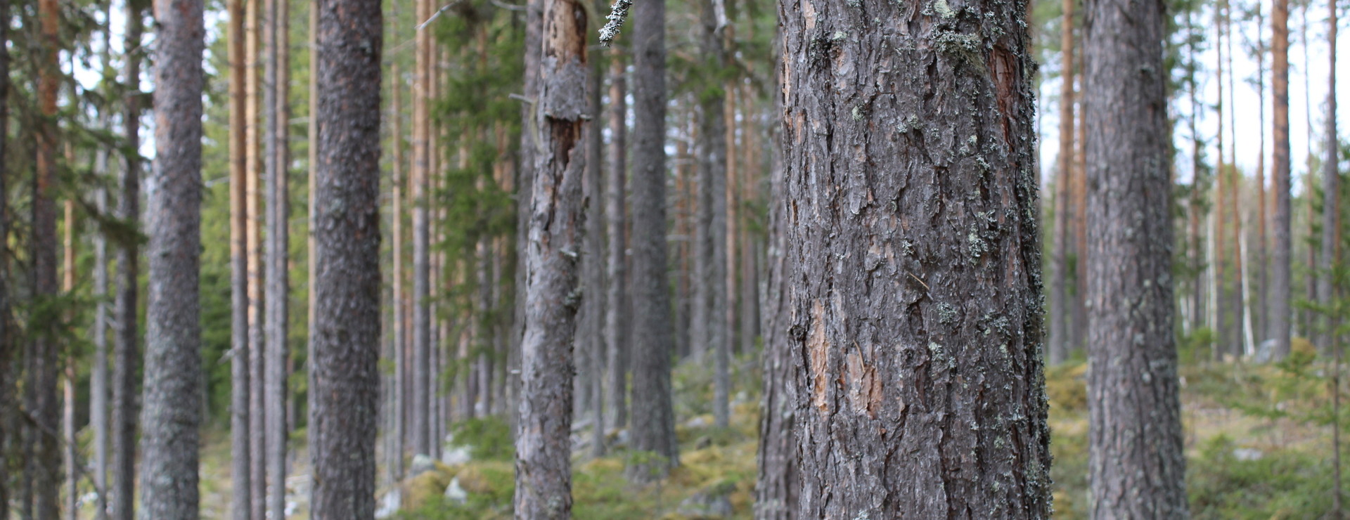 Renbergsvattnet - Fin skogsfastighet