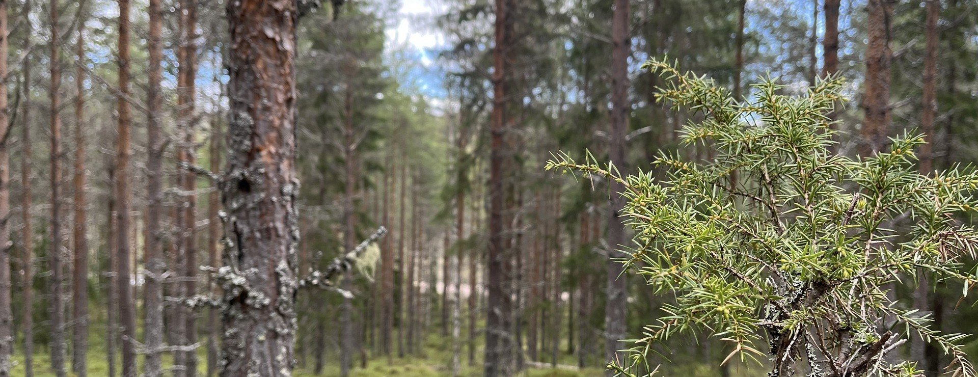 Ärtled - Skog mellan Bjursås och Rättvik