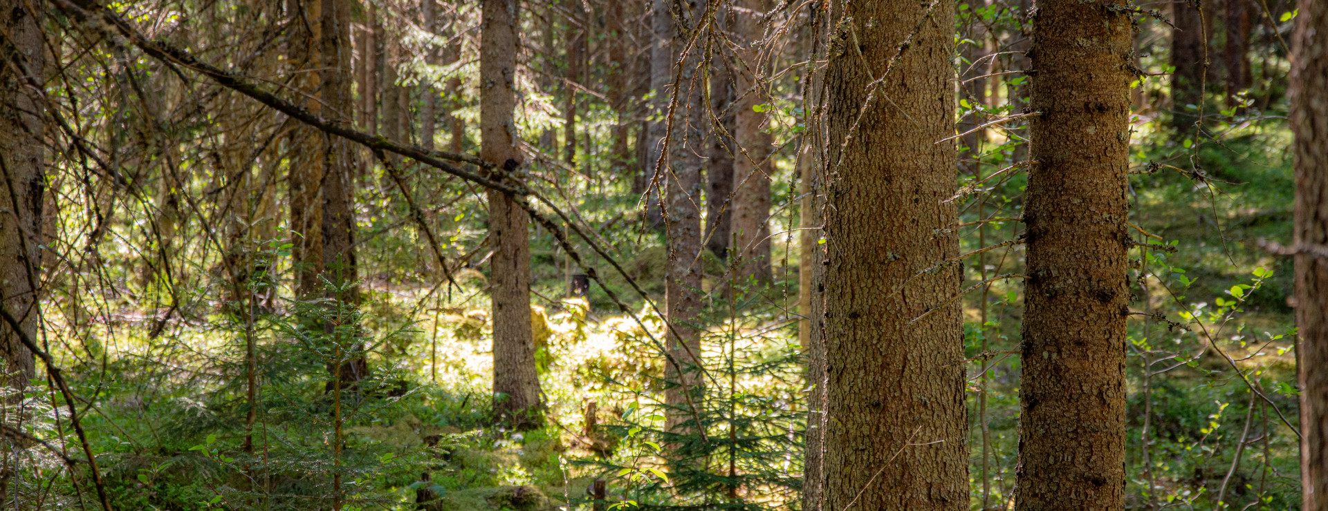 Östmark - Skog i hög tillväxt!