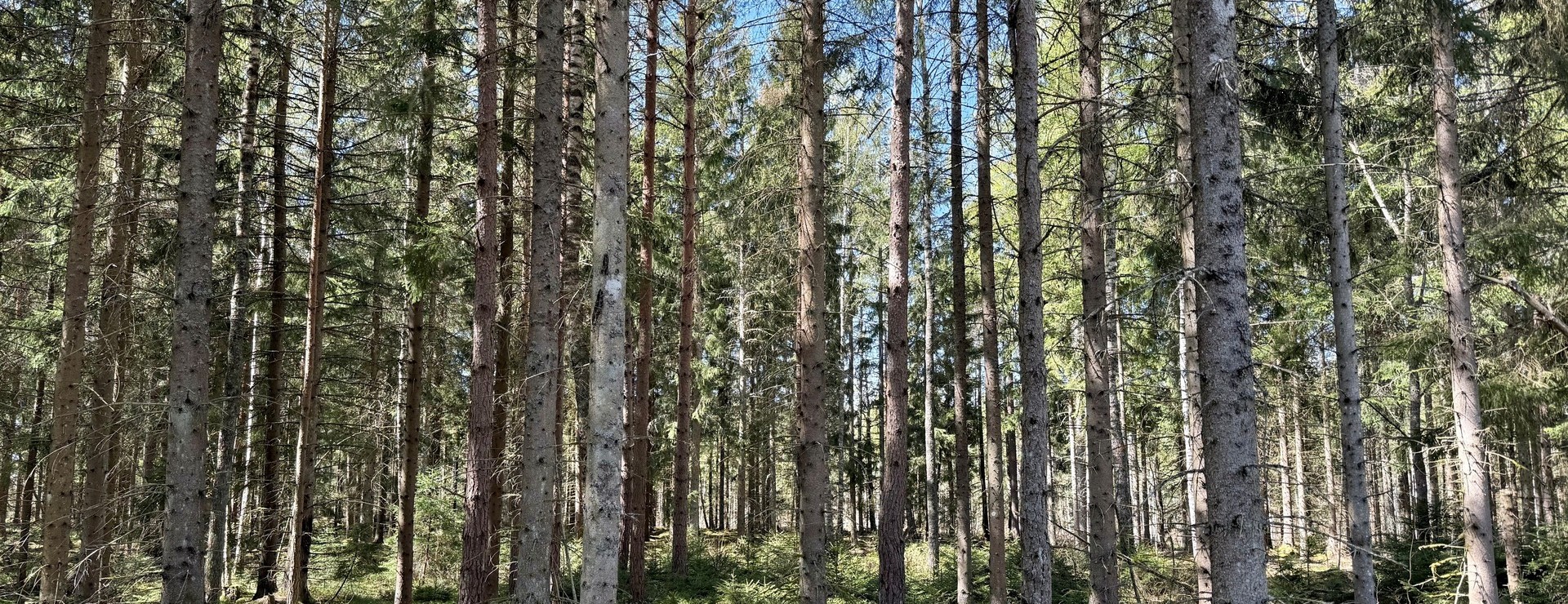Sågaretorpet - Välarronderad skogsfastighet