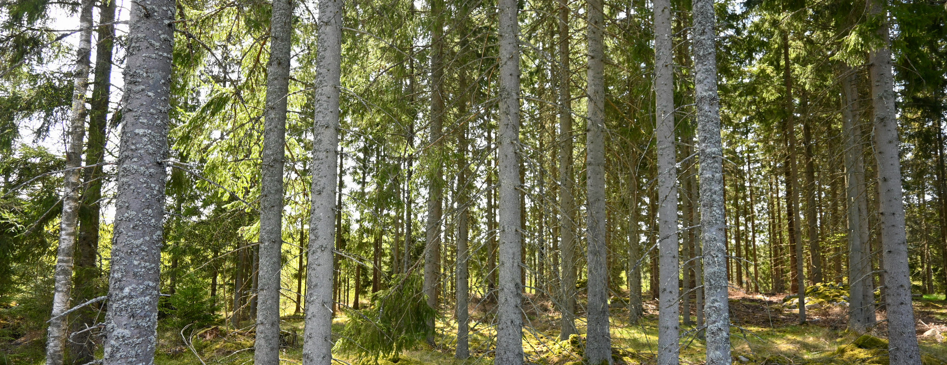 Stora Moshult - Skog i Ramkvillabygden