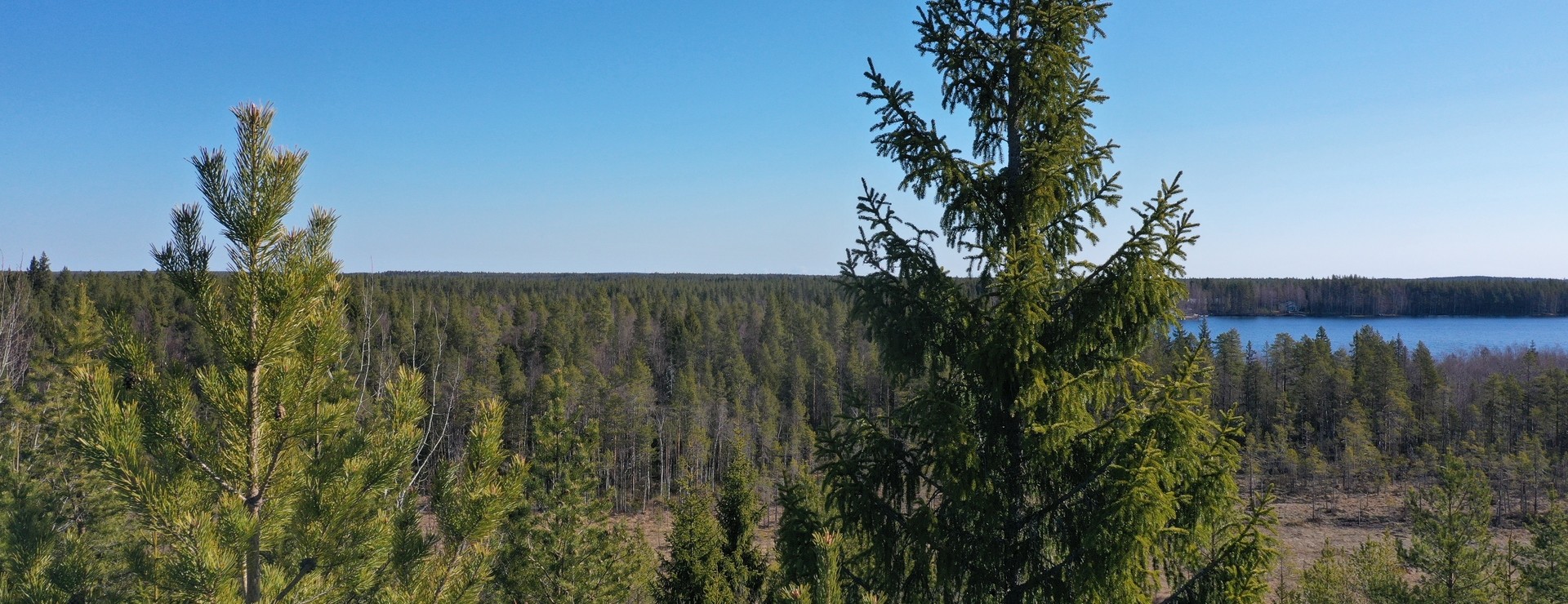 Vitsjön - Avverkningspotential