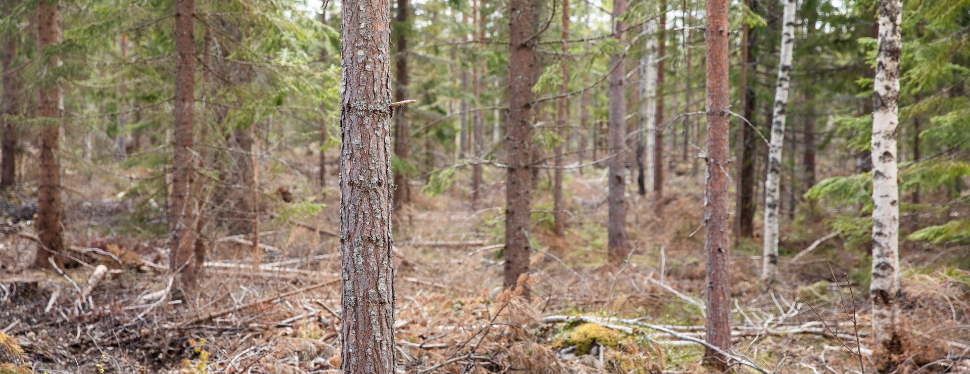 Nora - Kan förvärvas av juridisk person