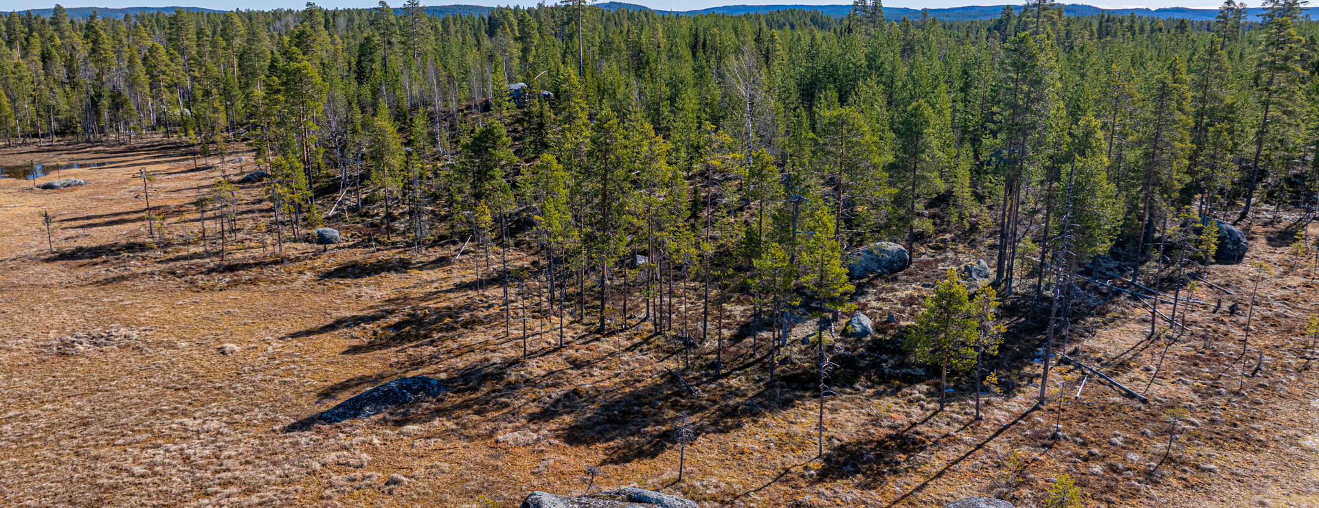 Berget - Växande skog