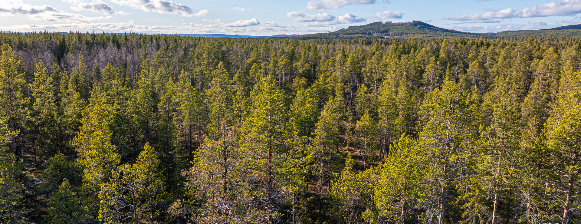 Strand - Tillväxtskifte